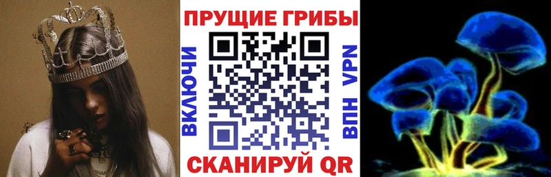дарк нет Telegram  Кострома  Псилоцибиновые грибы Magic Shrooms 