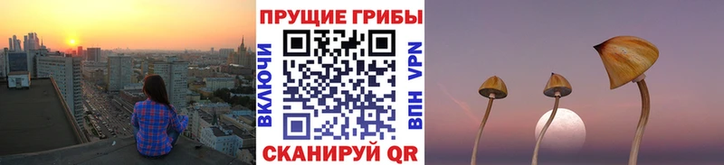Галлюциногенные грибы Psilocybe Кострома